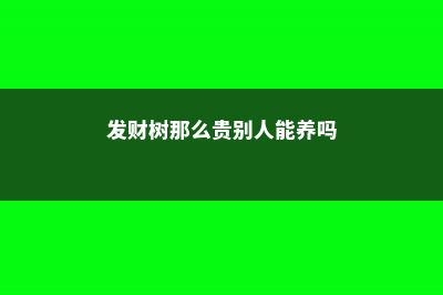 发财树那么贵别买了，邻居家剪个枝就能插活 (发财树那么贵别人能养吗)