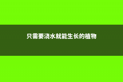 只要你这样浇水，能养死花才是怪事 (只需要浇水就能生长的植物)