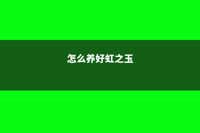 虹之玉怎么养可以红的漂亮 (怎么养好虹之玉)