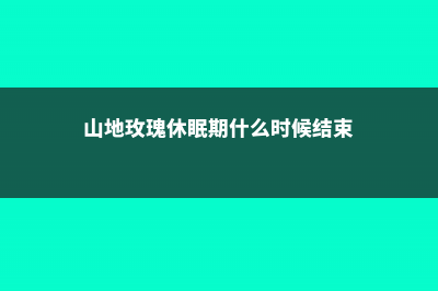 山地玫瑰休眠期怎么养 (山地玫瑰休眠期什么时候结束)