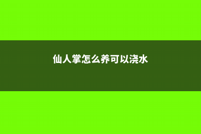 仙人掌怎么养可以又粗又壮 (仙人掌怎么养可以浇水)