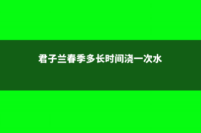 君子兰春季养护方法 (君子兰春季多长时间浇一次水)