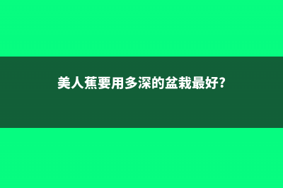 美人蕉需不需要修剪 (美人蕉要用多深的盆栽最好?)