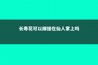 长寿花可以嫁接吗 (长寿花可以嫁接在仙人掌上吗)