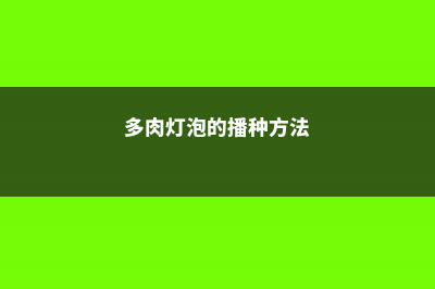 多肉灯泡的繁殖方法 (多肉灯泡的播种方法)