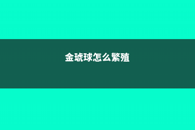 金琥球的繁殖方法大全 (金琥球怎么繁殖)