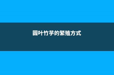 圆叶竹芋的繁殖方式 (圆叶竹芋的繁殖方式)