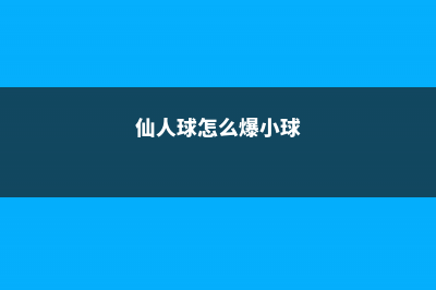 仙人球怎么获得种子 (仙人球怎么爆小球)