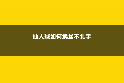 仙人球的换盆方法 (仙人球如何换盆不扎手)