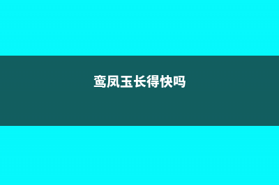 鸾凤玉的繁殖方法 (鸾凤玉长得快吗)