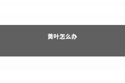 黄叶、萎蔫…刚买回家、刚换完盆的花说死就死？为什么 (黄叶怎么办)