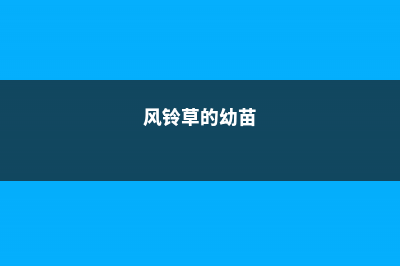 风铃草的繁殖方法 (风铃草的幼苗)