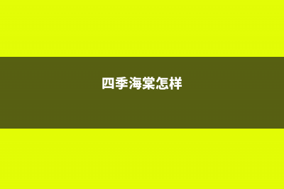 四季海棠怎么度夏 (四季海棠怎样)