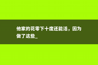 他家的花零下十度还能活，因为做了这些 