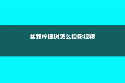 盆栽柠檬树怎么修剪 (盆栽柠檬树怎么授粉视频)