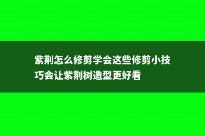 紫荆怎么修剪 (紫荆怎么修剪学会这些修剪小技巧会让紫荆树造型更好看)