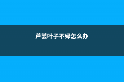 绿萝、芦荟叶子上都是灰，你还想让它净化空气，吸甲醛 (芦荟叶子不绿怎么办)