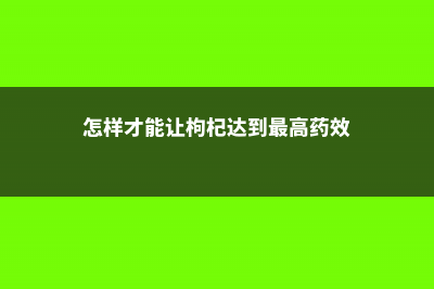 如何让枸杞多结果 (怎样才能让枸杞达到最高药效)