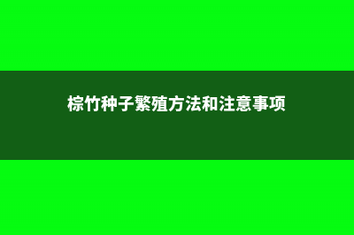 棕竹怎么繁殖 (棕竹种子繁殖方法和注意事项)