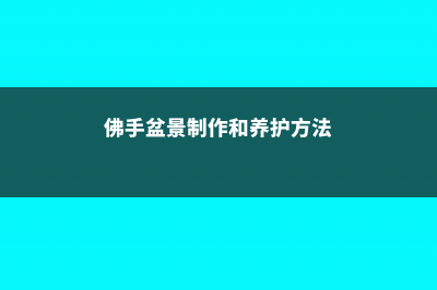 佛手盆景制作和养护 (佛手盆景制作和养护方法)