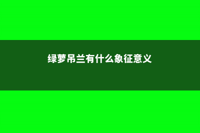 绿萝吊兰也能养开花，厉害了我的哥 (绿萝吊兰有什么象征意义)