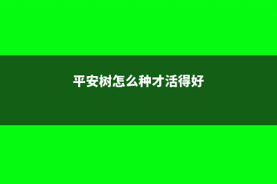 平安树怎么播种繁殖 (平安树怎么种才活得好)