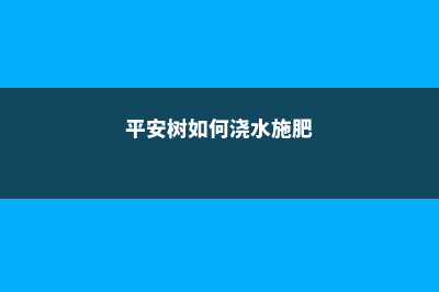 平安树浇水方法 (平安树如何浇水施肥)