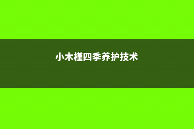 小木槿四季养护方法 (小木槿四季养护技术)