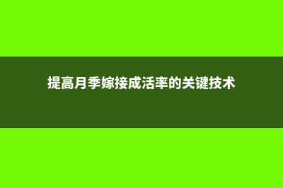 月季怎么提高嫁接的成活率 (提高月季嫁接成活率的关键技术)