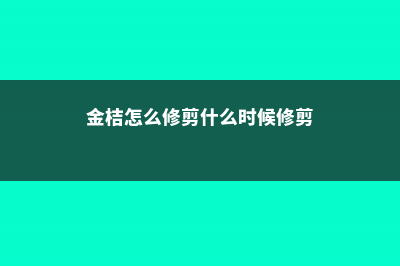 金桔怎么修剪 (金桔怎么修剪什么时候修剪)