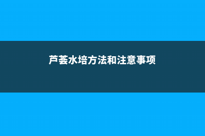 水培芦荟吊兰红掌绿萝……这些要点不注意就死了 (芦荟水培方法和注意事项)