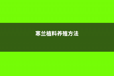 寒兰怎么繁殖 (寒兰植料养殖方法)