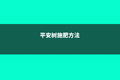 平安树怎么施肥 (平安树施肥方法)