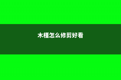 木槿怎么修剪 (木槿怎么修剪好看)