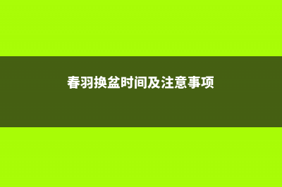 春羽的换盆方法及注意事项 (春羽换盆时间及注意事项)