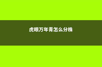 虎眼万年青怎么造型 (虎眼万年青怎么分株)