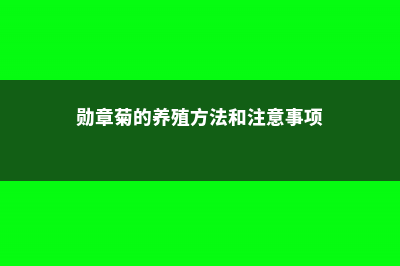 勋章菊的养殖方法 (勋章菊的养殖方法和注意事项)