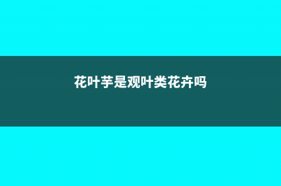 花叶芋秋后养护方法 (花叶芋是观叶类花卉吗)