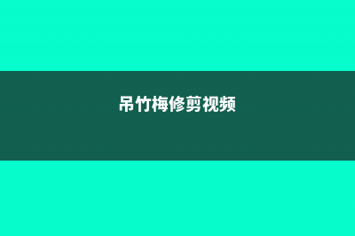 吊竹梅怎么修剪 (吊竹梅修剪视频)