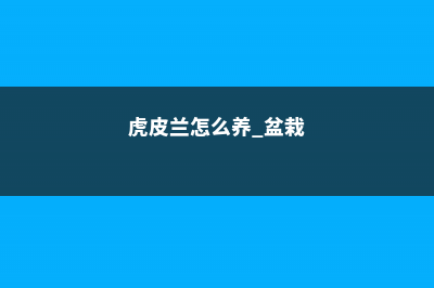 虎皮兰这样养，竟然可以年年开花 (虎皮兰怎么养 盆栽)