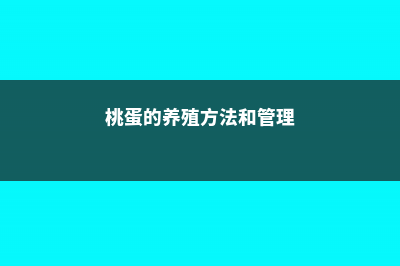 桃蛋的养殖方法 (桃蛋的养殖方法和管理)