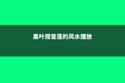 黑叶观音莲的繁殖方法 (黑叶观音莲的风水摆放)