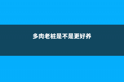 多肉老桩也能造假，1年当5年卖 (多肉老桩是不是更好养)