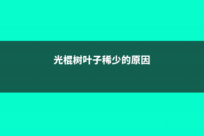 光棍树叶子稀少怎么办 (光棍树叶子稀少的原因)