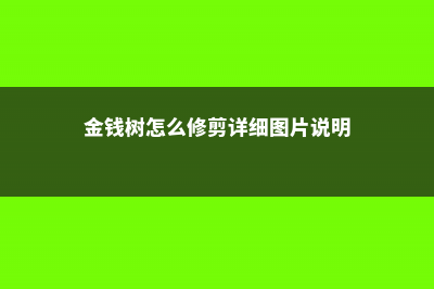 金钱树怎么修剪 (金钱树怎么修剪详细图片说明)