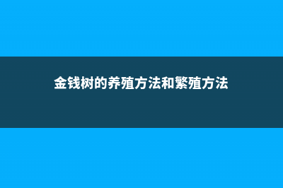 金钱树的养殖方法 (金钱树的养殖方法和繁殖方法)