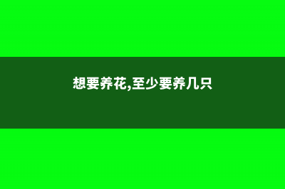 想要养花，至少知道这3点浇水技巧 (想要养花,至少要养几只)