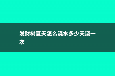 发财树夏天怎么养 (发财树夏天怎么浇水多少天浇一次)