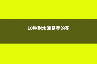 10种耐水淹易养活的花卉 (10种耐水淹易养的花)