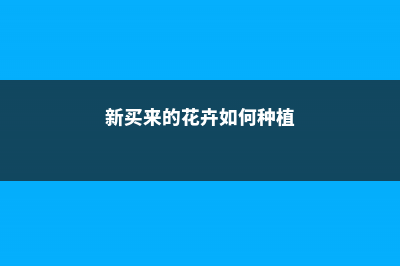 家庭养花之新买来的花到底该如何养护？ (新买来的花卉如何种植)